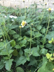 Tridax procumbens
