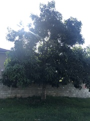 Mangifera indica