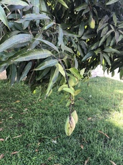 Mangifera indica