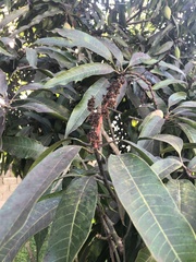 Mangifera indica