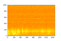 Tadarida brasiliensis
