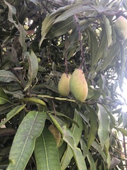 Mangifera indica