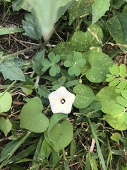 Convolvulaceae
