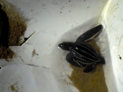 Dermochelys coriacea