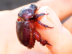 Temnorhynchus retusus