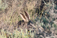 Bunolagus monticularis