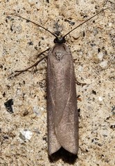 Urodus parvula