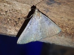 Subsimplicia reniformis