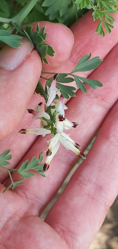 White ramping fumitory (Fumaria capreolata)