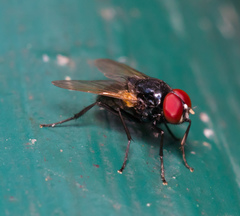 Hydrotaea chalcogaster