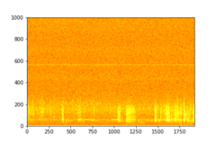 Tadarida brasiliensis