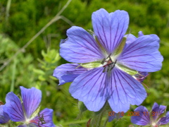 Geranium platypetalum