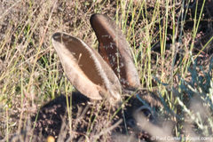 Bunolagus monticularis