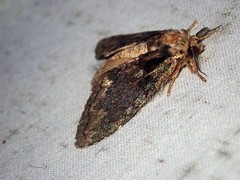 Syntypistis charistera