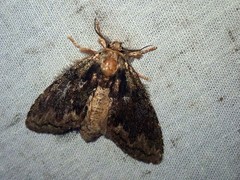 Syntypistis charistera