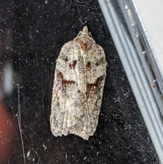 Acleris maximana