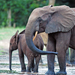 Elefantes Africanos - Photo (c) GRID Arendal, algunos derechos reservados (CC BY-NC-SA)