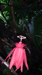 Coccinea