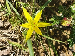 Gagea commutata