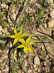 Gagea commutata