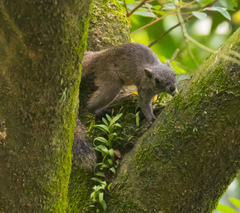 Callosciurus