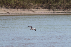 Haematopus ostralegus