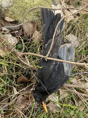 Turdus merula