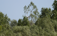 Chroicocephalus ridibundus