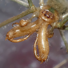 Tetragnatha subsquamata
