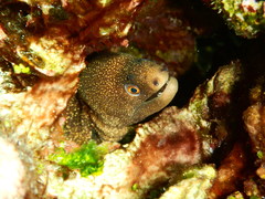 Gymnothorax miliaris