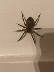 Zoropsis spinimana