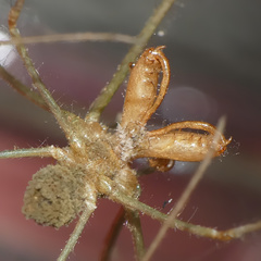 Tetragnatha subsquamata