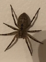 Zoropsis spinimana
