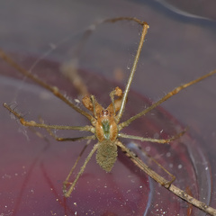 Tetragnatha subsquamata