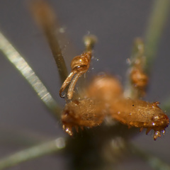 Tetragnatha subsquamata