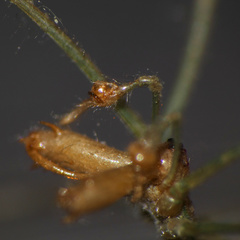 Tetragnatha subsquamata