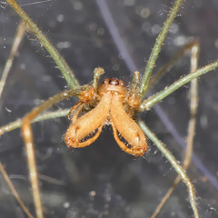 Tetragnatha subsquamata