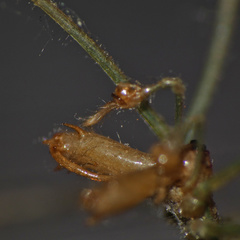 Tetragnatha subsquamata