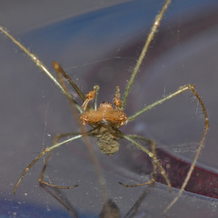 Tetragnatha subsquamata