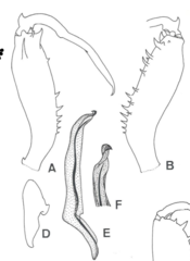 Tetragnatha subsquamata