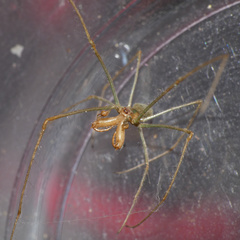 Tetragnatha subsquamata