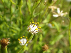 Senecio subrubriflorus