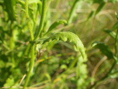 Senecio subrubriflorus