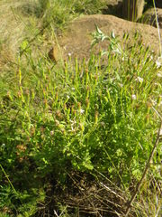 Senecio subrubriflorus