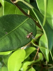 Bactrocera tryoni
