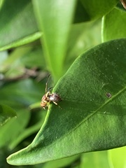 Bactrocera tryoni