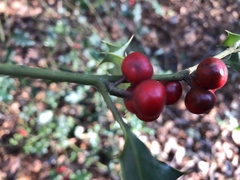Ilex aquifolium