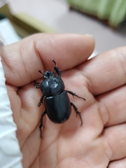 Eophileurus chinensis