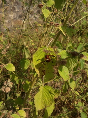Delta dimidiatipenne