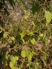 Delta dimidiatipenne